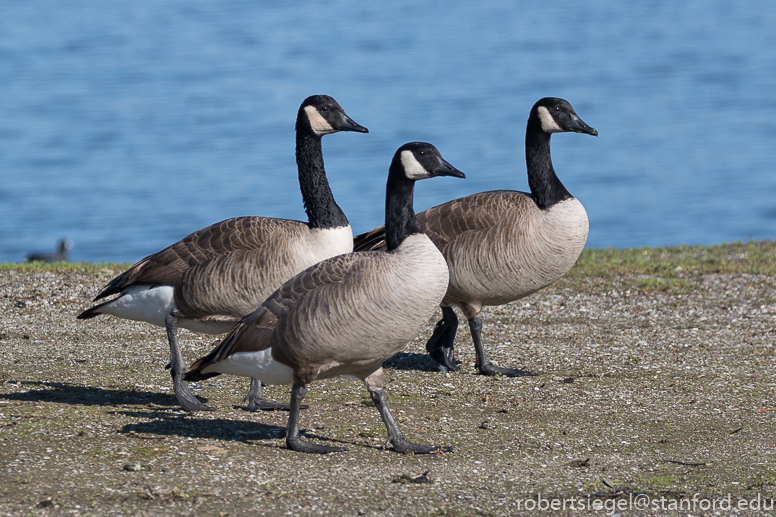 shoreline park